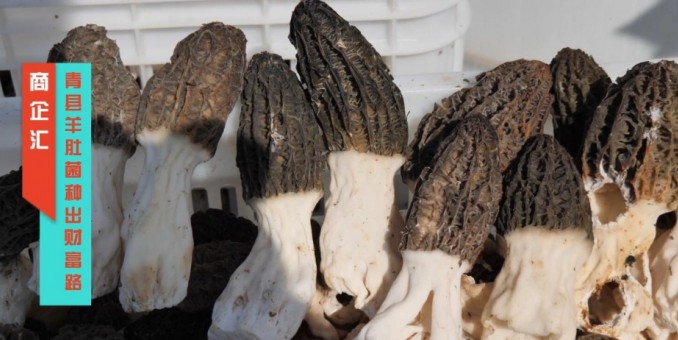 商企匯：河北青縣羊肚菌種出財(cái)富路
