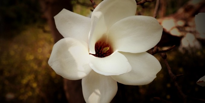 315記者攝影家王帥偉花卉攝影作品