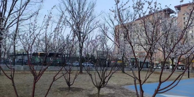 繁榮常伴長(zhǎng)寥寂  驚艷難離苦楚酬