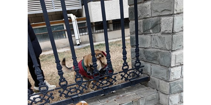 隔欄低吠情難抑  舊友歸來道吉祥 --敦敦與好友吉祥隔欄聚首